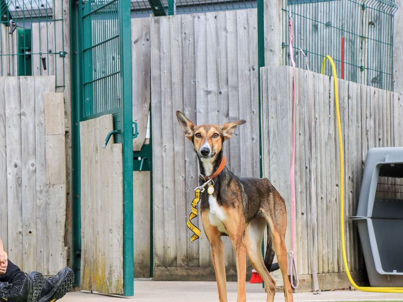 Dolly | Lurcher | Evesham (Worcestershire) - 7