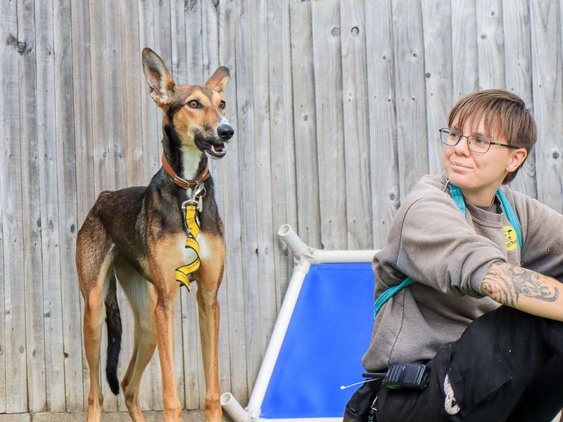 Dolly | Lurcher | Evesham (Worcestershire) - 2