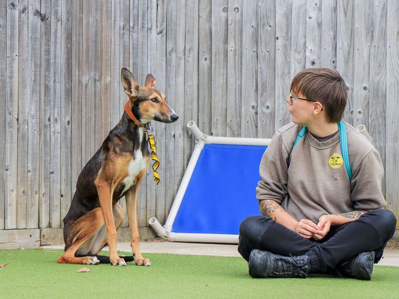 Dolly | Lurcher | Evesham (Worcestershire) - 3
