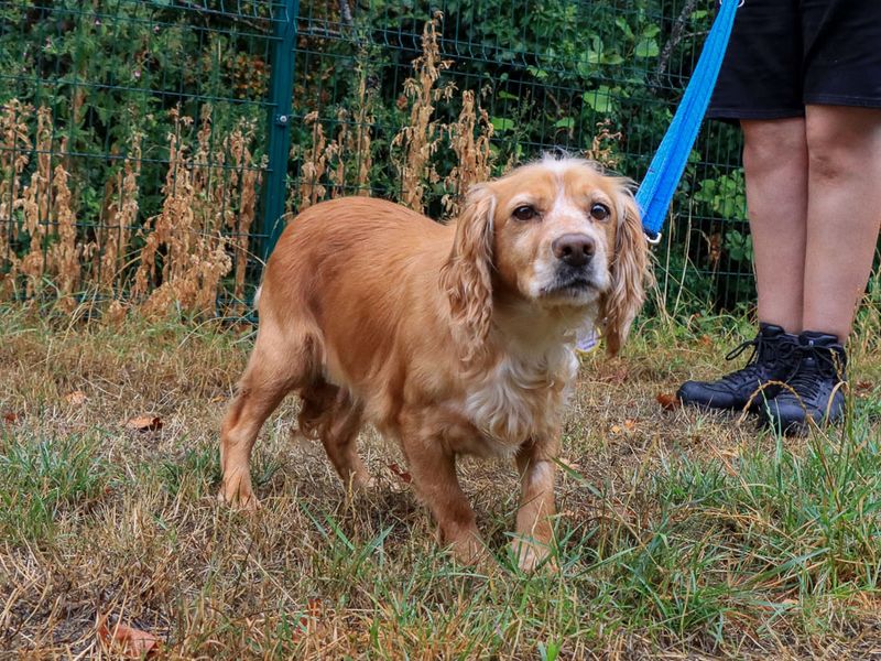 Cocker Spaniel Dogs And Puppies For Adoption