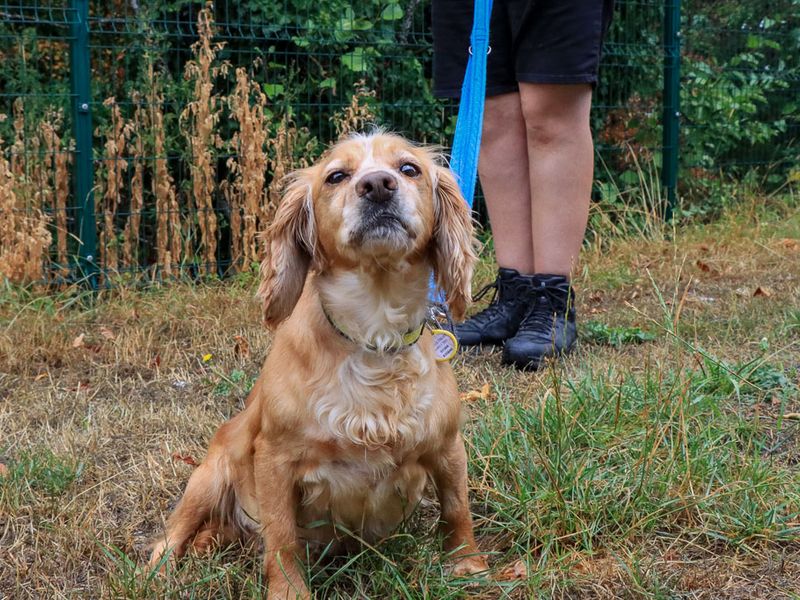 Millie | Spaniel (Cocker) | Evesham (Worcestershire) - 5
