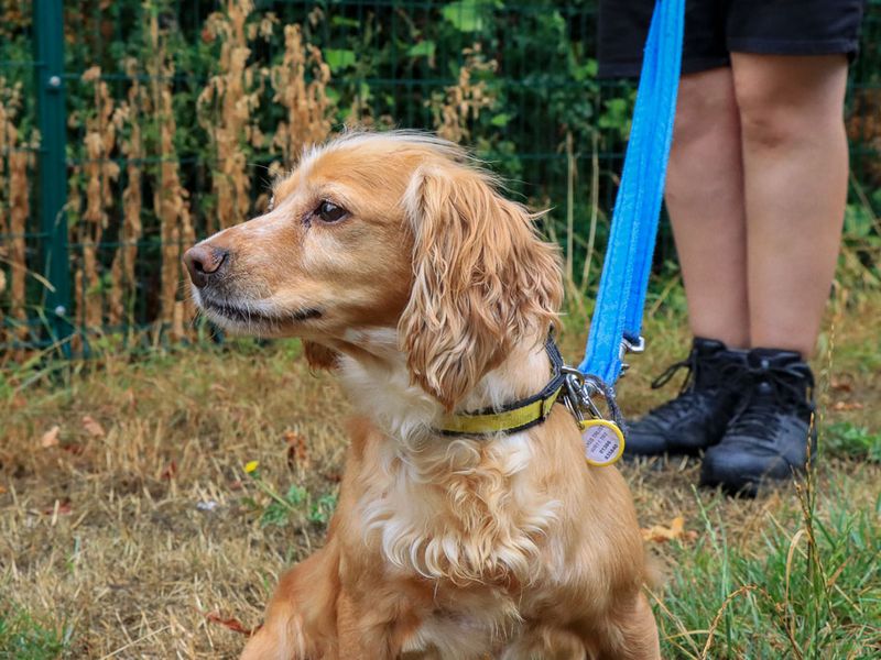Millie | Spaniel (Cocker) | Evesham (Worcestershire) - 3