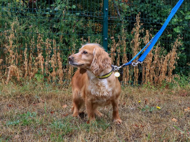 Millie | Spaniel (Cocker) | Evesham (Worcestershire) - 4