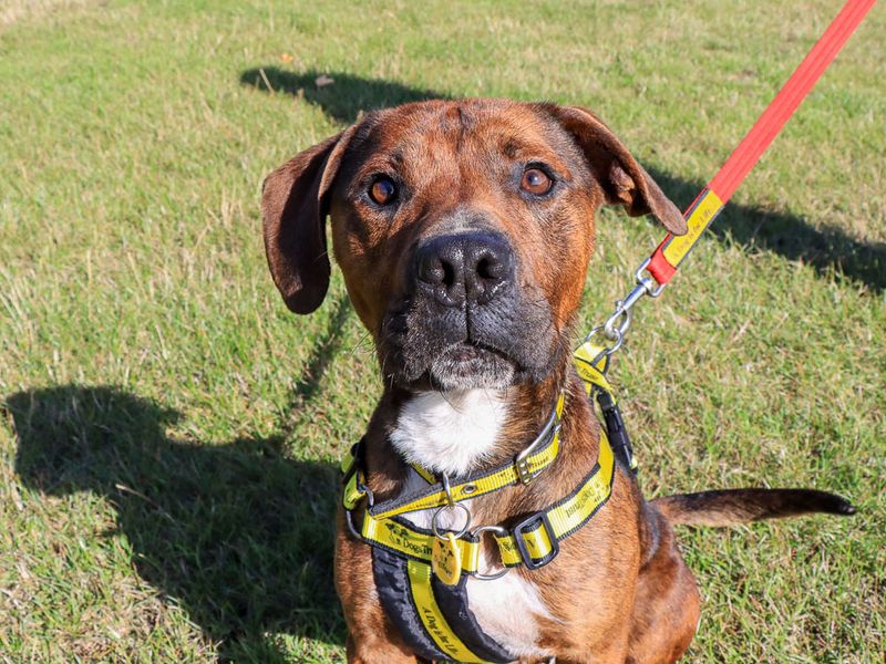 Calvin | Terrier (Staffordshire Bull) Cross | Evesham (Worcestershire) - 3