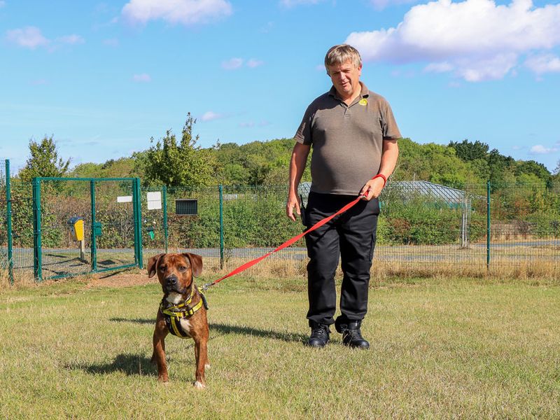Calvin | Terrier (Staffordshire Bull) Cross | Evesham (Worcestershire) - 2