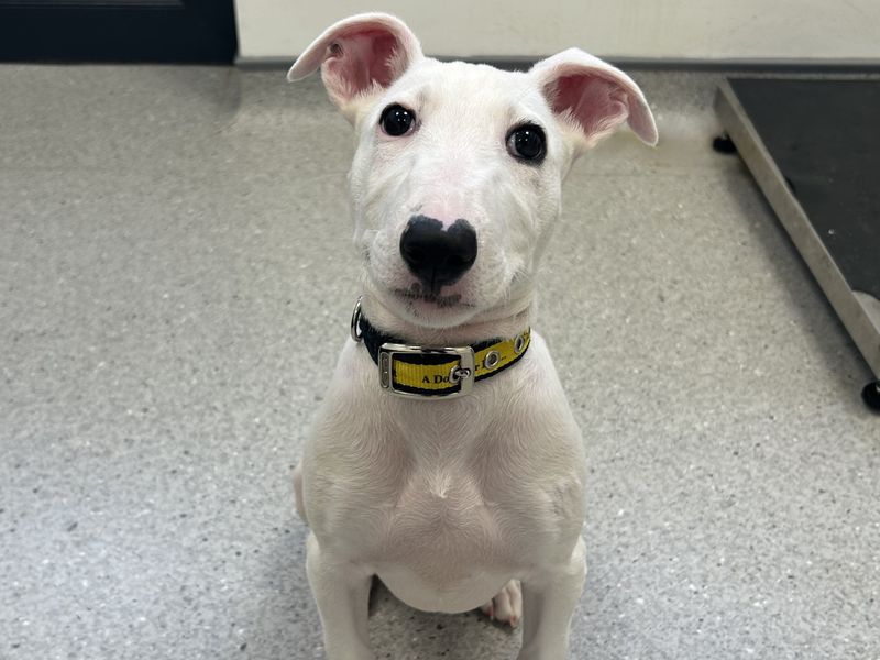Noah | Terrier (Bull) Cross | Ballymena (Northern Ireland) - 1
