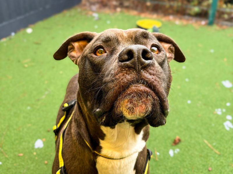 American Bulldog Dogs And Puppies For Adoption