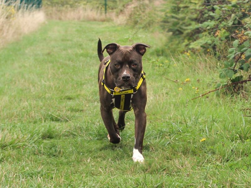 Buzz | American Bulldog Cross | Shoreham (Sussex) - 3