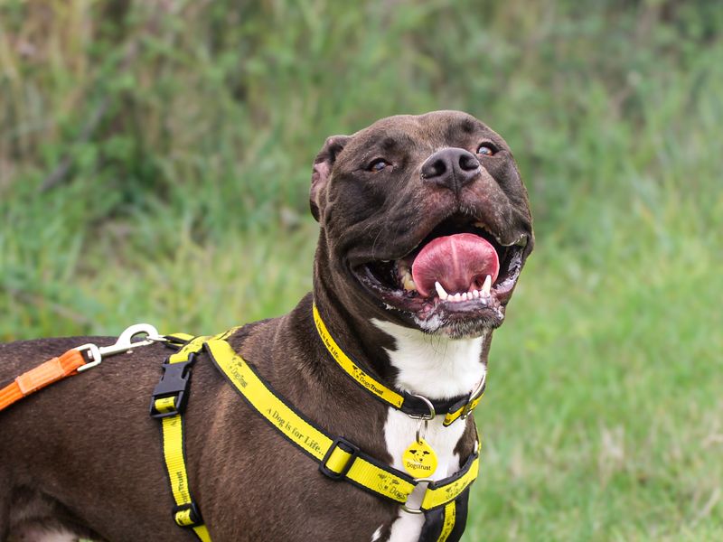 Buzz | American Bulldog Cross | Shoreham (Sussex) - 4