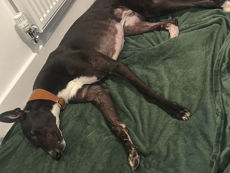 Barney | Greyhound | Shrewsbury (Shropshire) - 2
