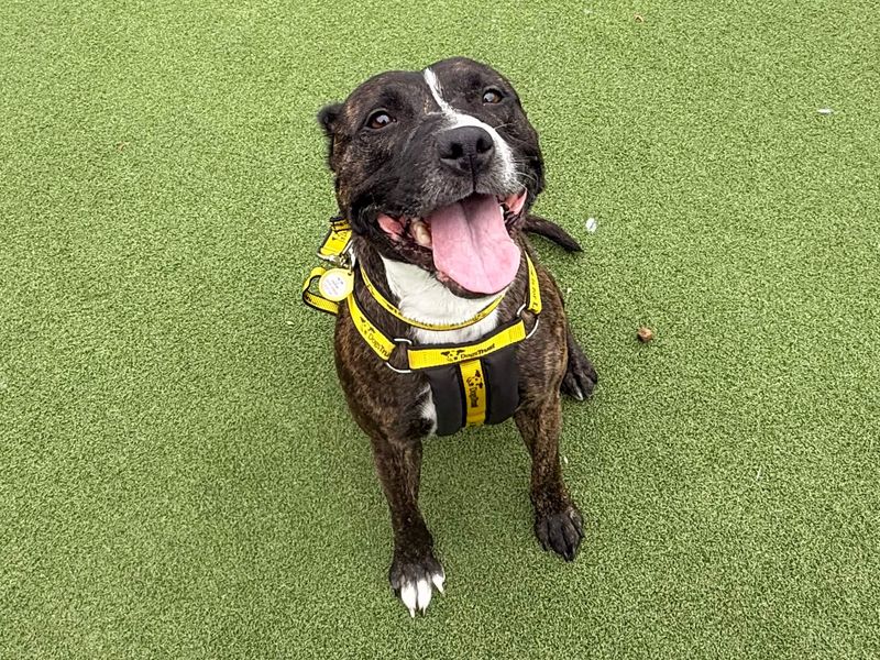 Layla | Terrier (Staffordshire Bull) | Basildon (Essex) - 2