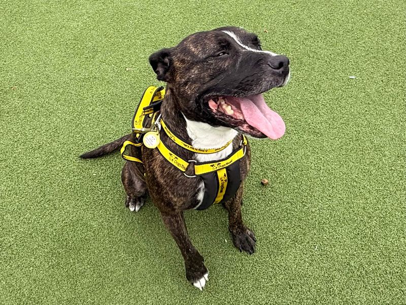 Layla | Terrier (Staffordshire Bull) | Basildon (Essex) - 4