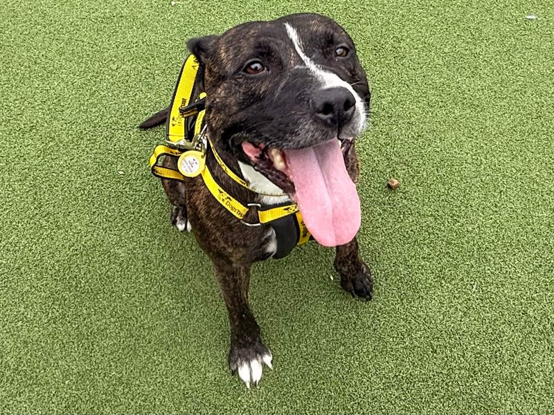 Layla | Terrier (Staffordshire Bull) | Basildon (Essex) - 5