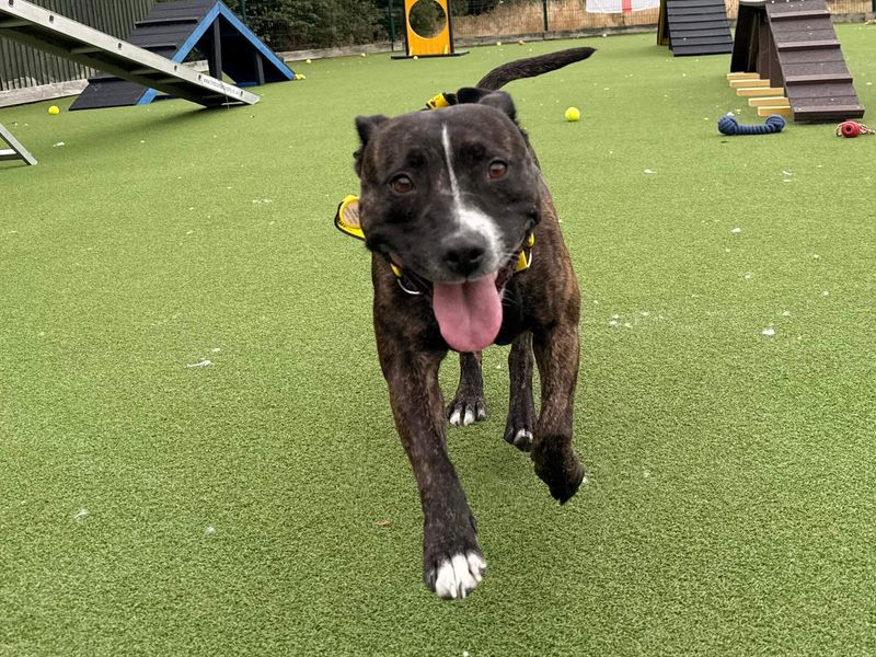 Layla | Terrier (Staffordshire Bull) | Basildon (Essex) - 3