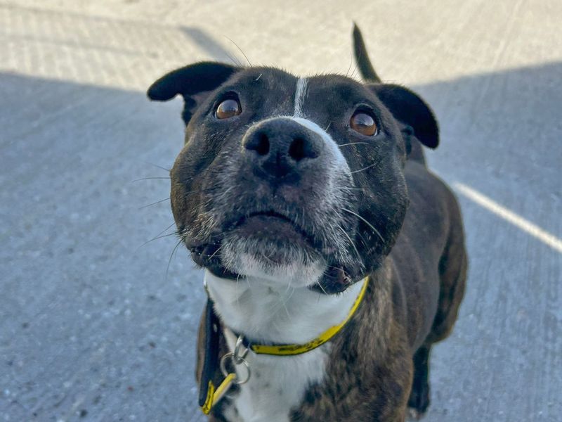 Layla | Terrier (Staffordshire Bull) | Basildon (Essex) - 1