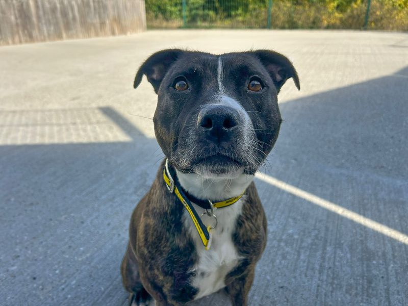 Layla | Terrier (Staffordshire Bull) | Basildon (Essex) - 6