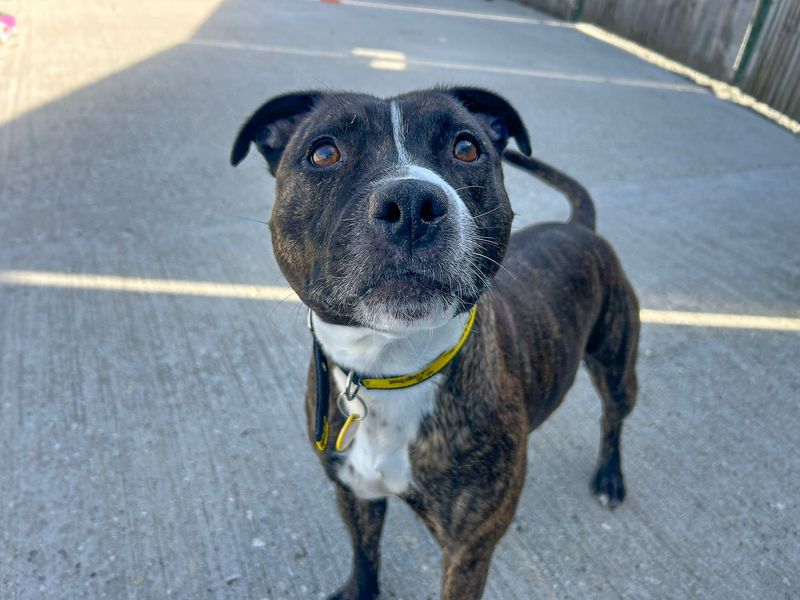 Layla | Terrier (Staffordshire Bull) | Basildon (Essex) - 7