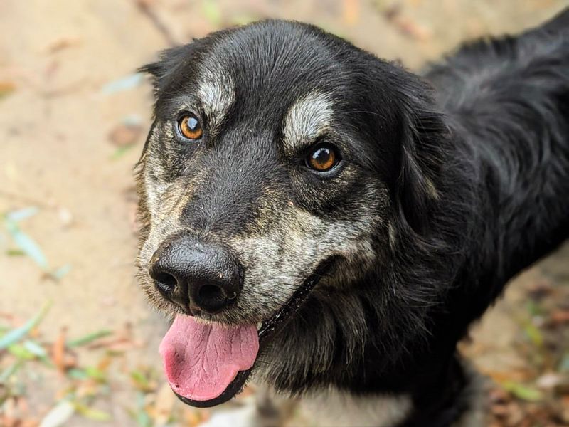 George | German Shepherd Dog Cross | Shoreham (Sussex) - 3