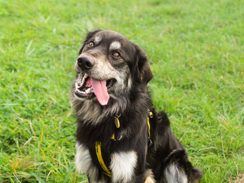George | German Shepherd Dog Cross | Shoreham (Sussex) - 5