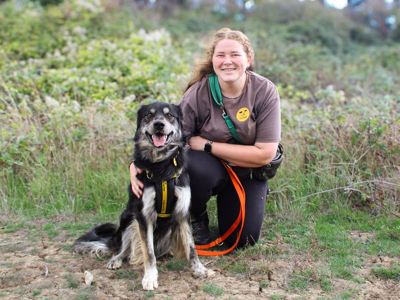 George | German Shepherd Dog Cross | Shoreham (Sussex) - 1