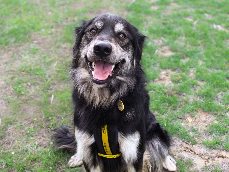 George | German Shepherd Dog Cross | Shoreham (Sussex) - 3