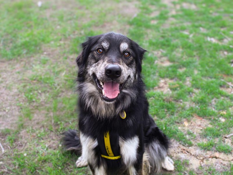 George | German Shepherd Dog Cross | Shoreham (Sussex) - 7