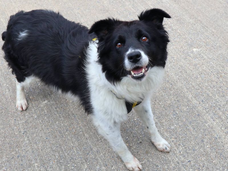 Agnes | Collie (Border) Cross | Harefield West London - 3