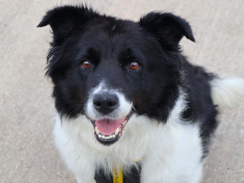 Agnes | Collie (Border) Cross | Harefield West London - 1
