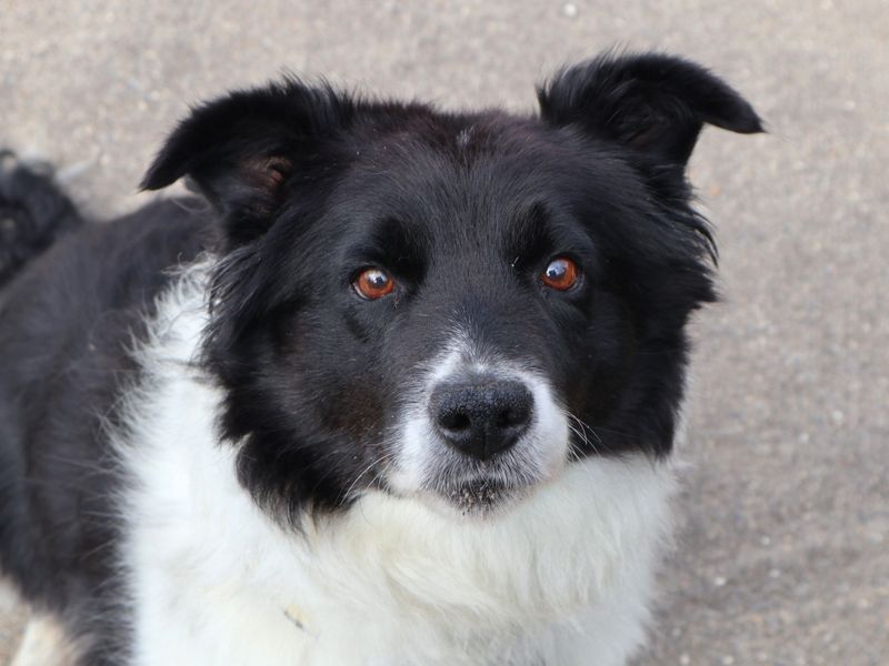 Agnes | Collie (Border) Cross | Harefield West London - 4