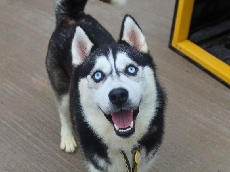 Edmond | Siberian Husky | Manchester - 2