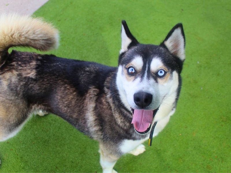 Edward | Siberian Husky | Manchester - 2