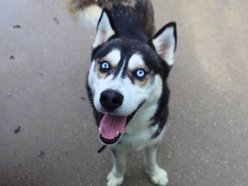 Edward | Siberian Husky | Manchester - 6