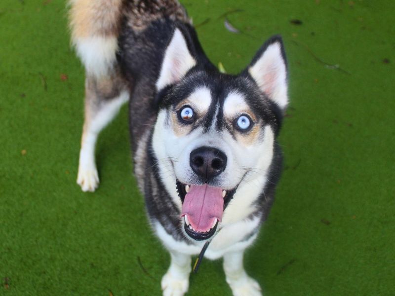 Edward | Siberian Husky | Manchester - 3