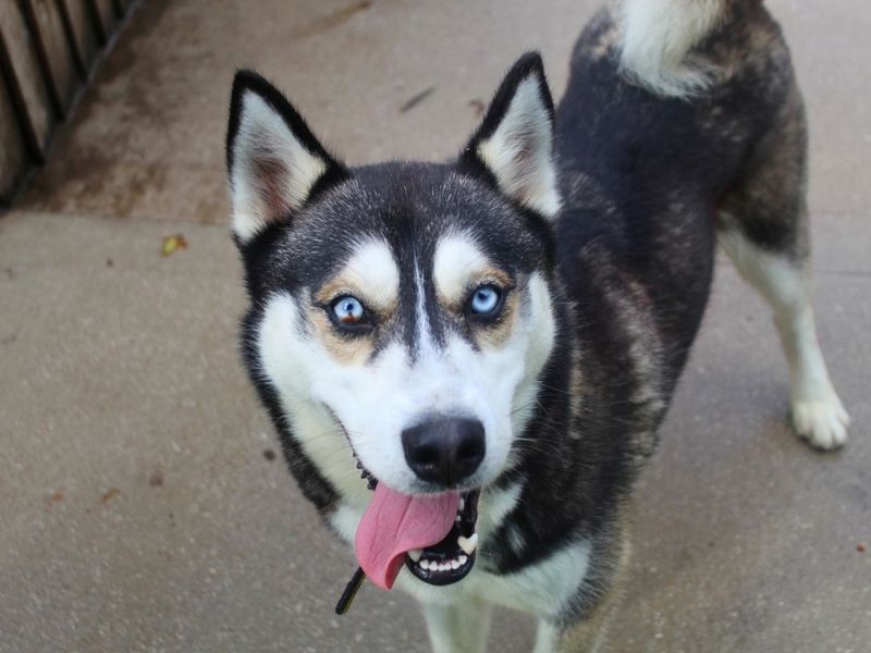 Edward | Siberian Husky | Manchester - 4
