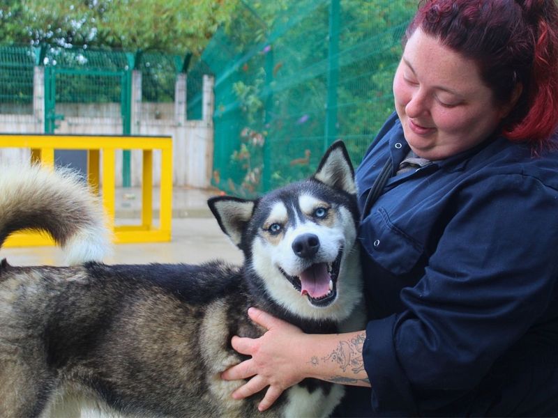 Edward | Siberian Husky | Manchester - 7