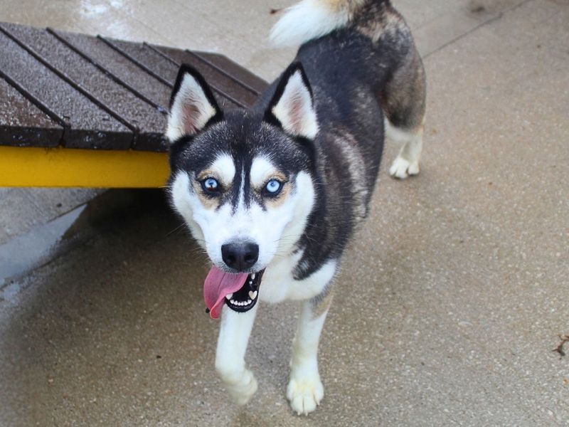 Edward | Siberian Husky | Manchester - 5