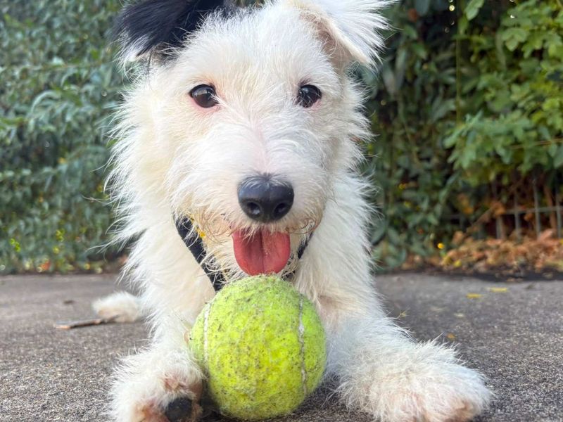 Pippin | Terrier (Parson Russell) | Harefield West London - 4