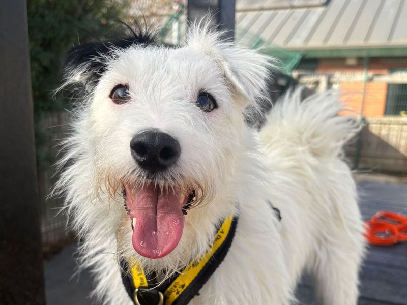 Pippin | Terrier (Parson Russell) | Harefield West London - 1
