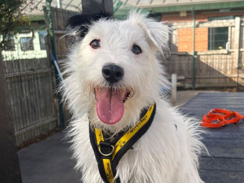 Pippin | Terrier (Parson Russell) | Harefield West London - 2