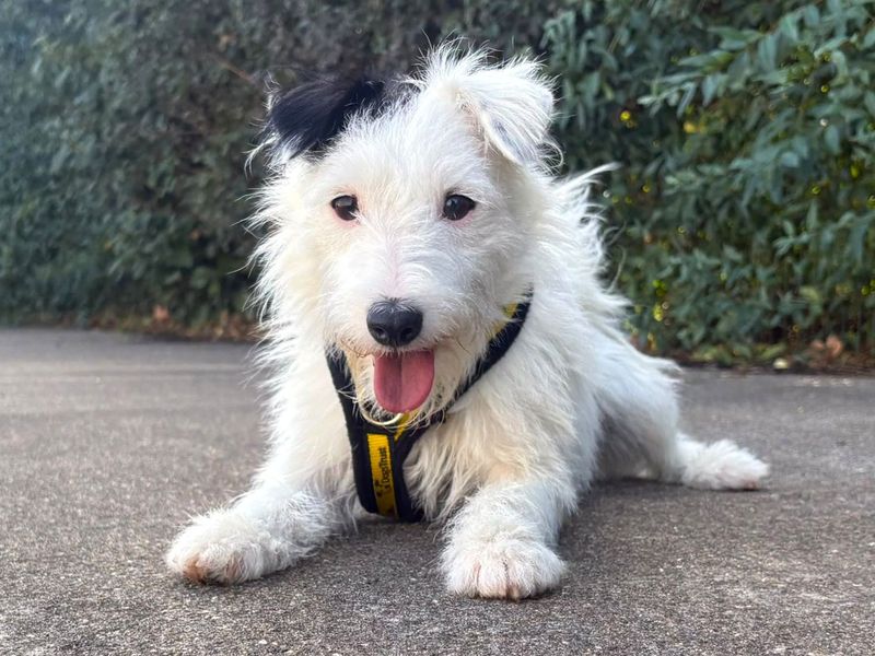 Pippin | Terrier (Parson Russell) | Harefield West London - 3