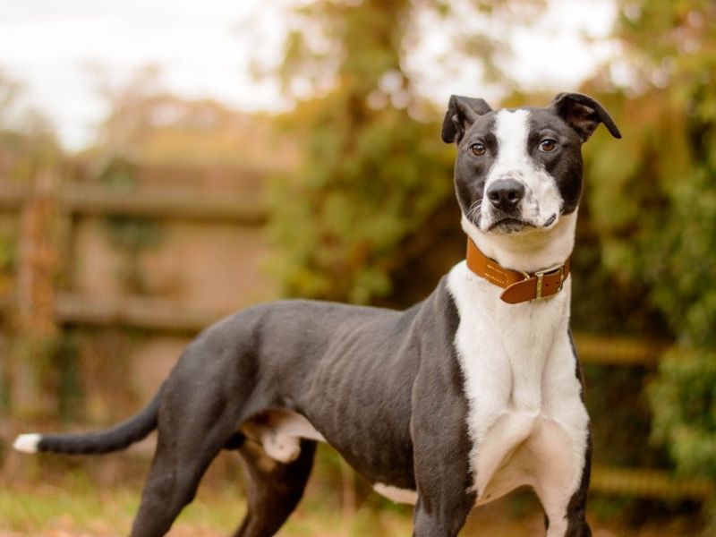 Cecil | Lurcher Cross | Kenilworth (West Midlands) - 1