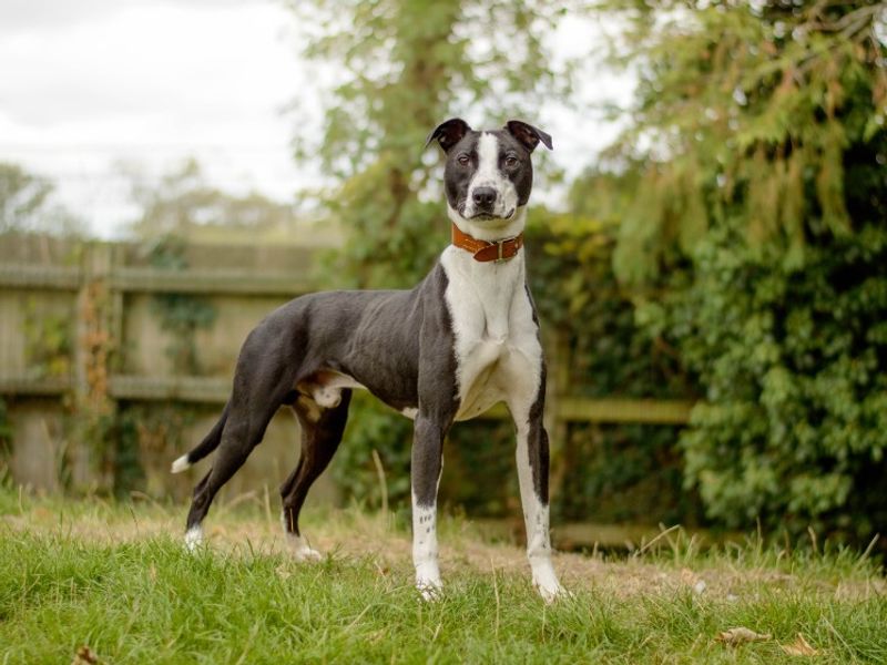 Cecil | Lurcher Cross | Kenilworth (West Midlands) - 2