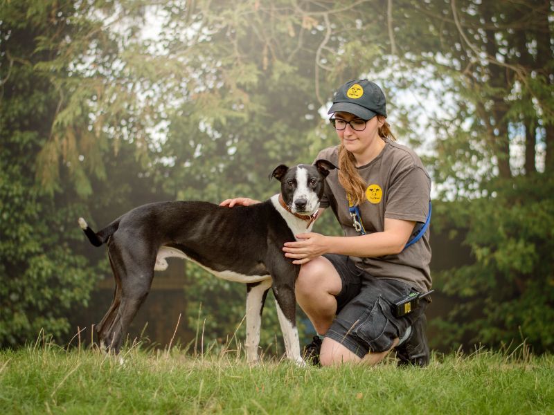 Cecil | Lurcher Cross | Kenilworth (West Midlands) - 4