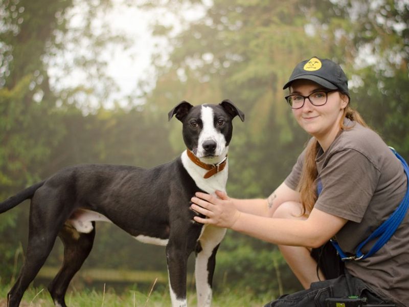 Cecil | Lurcher Cross | Kenilworth (West Midlands) - 3