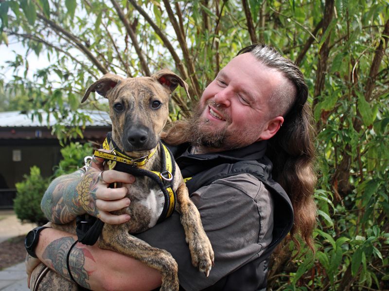 Titan | Lurcher | Merseyside (Liverpool) - 1