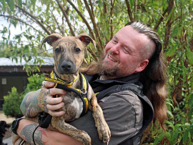 Titan | Lurcher | Merseyside (Liverpool) - 3
