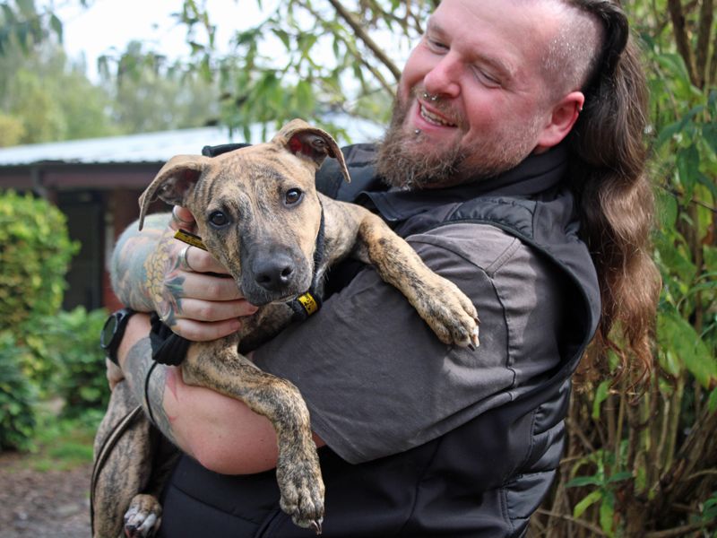 Titan | Lurcher | Merseyside (Liverpool) - 2