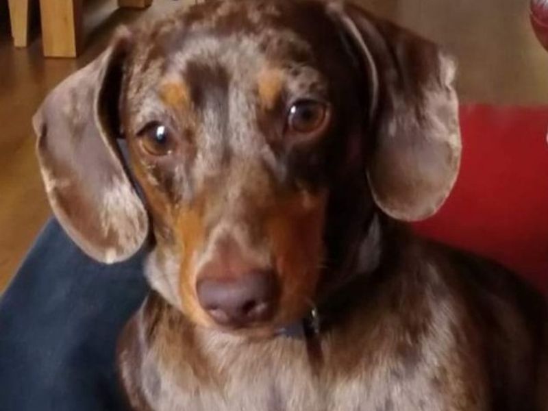Dachshund Dogs And Puppies For Adoption