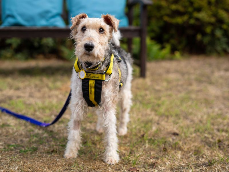 Munchkin | Terrier (Fox Wire) | Newbury (Berkshire) - 6