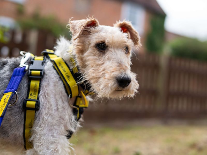 Munchkin | Terrier (Fox Wire) | Newbury (Berkshire) - 1